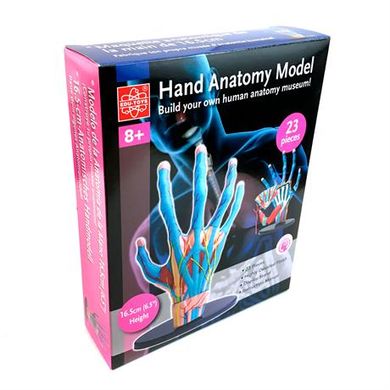 Модель руки збірна, 16,5 см - Edu-Toys