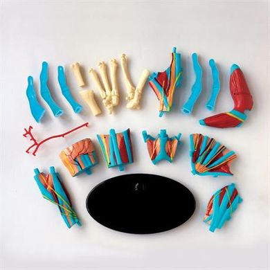 Модель руки збірна, 16,5 см - Edu-Toys